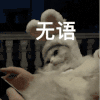 萌宠 猫咪 无语 呆萌 可爱