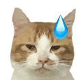 萌宠 猫咪 尴尬 呆萌 可爱