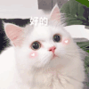 萌宠 猫咪 好的 呆萌 可爱