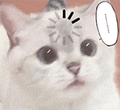 萌宠 猫咪 思考 呆萌 可爱