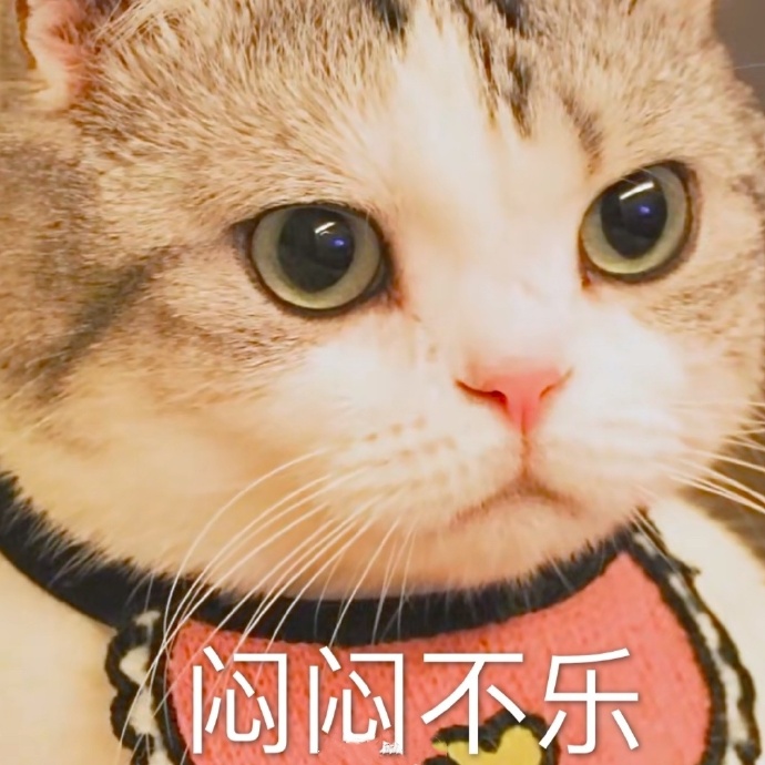 萌宠 猫星人 闷闷不乐 不开心 搞怪 呆萌