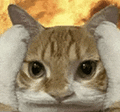 萌宠 猫咪 生气 呆萌 可爱