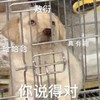 萌宠 汪星人 你说得对 真有趣 搞怪 呆萌