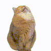 萌宠 猫咪 伤心 呆萌 可爱