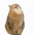 萌宠 猫咪 伤心 呆萌 可爱