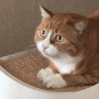 萌宠 猫咪 摇头 呆萌 可爱