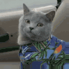 萌宠 猫咪 开心 呆萌 可爱