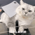 萌宠 猫咪 你怎么敢的啊 呆萌 可爱