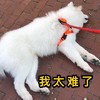 萌宠 猫星人 我太难了 无奈 呆萌 可爱