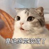 萌宠 猫星人 是这感觉没错了 惊讶 呆萌 可爱