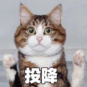 猫咪举手图片 表情包图片