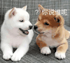 萌宠 狗狗 你说谁呢 呆萌 可爱