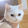 萌宠 猫咪 盯着 呆萌 可爱