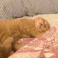 萌宠 猫咪 想吃 可爱 呆萌