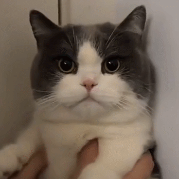 萌宠 猫咪 哼 呆萌 可爱