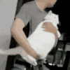 萌宠 猫咪 跳舞 呆萌 可爱