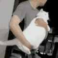 萌宠 猫咪 跳舞 呆萌 可爱