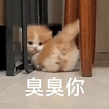 萌寵 貓咪 臭臭你 呆萌 可愛