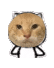 耄耋 猫咪 可爱 搞怪 哈基米