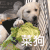 萌宠 狗狗 菜狗 呆萌 可爱