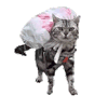 萌宠 猫咪 收破烂 呆萌 可爱
