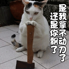 猫 喵星人 萌宠 是我拿不动刀了 还是你飘了 soogif soogif出品
