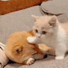 萌宠 猫咪 摸摸 呆萌 可爱