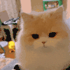 萌宠 猫咪 看你 呆萌 可爱