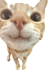 萌宠 猫咪 自拍 呆萌 可爱