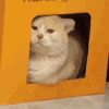 萌宠 猫咪 好奇 呆萌 可爱