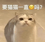 萌宠 猫咪 要猫猫一直不开心吗 呆萌 可爱
