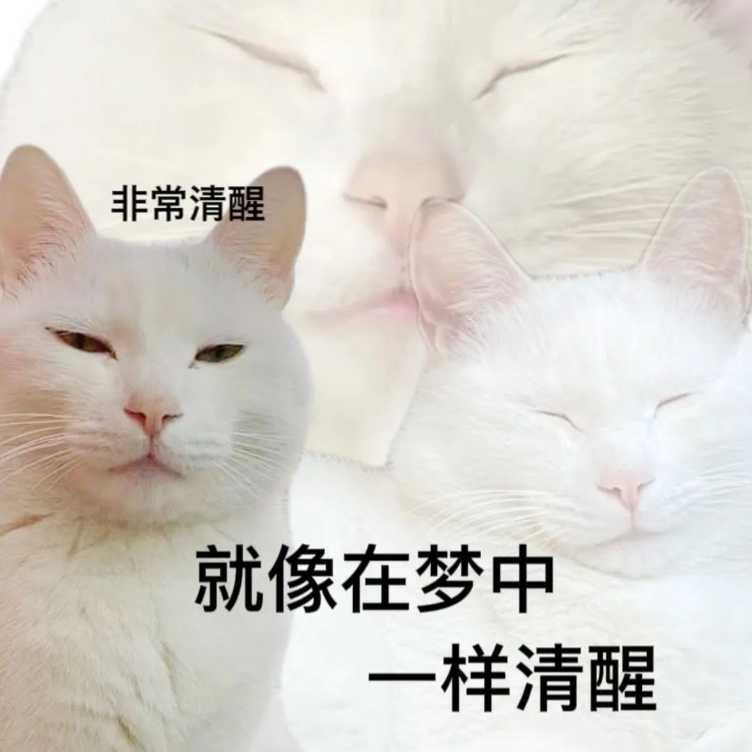 猫伸出一只人手表情包图片