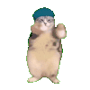 萌宠 猫咪 跳舞 呆萌 可爱