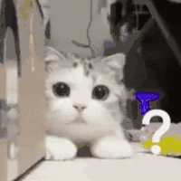萌宠 猫咪 ？ 呆萌 可爱