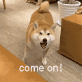 萌宠 狗狗 come on 呆萌 可爱