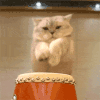 萌宠 猫咪 打鼓 呆萌 可爱