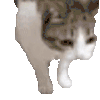 萌宠 猫咪 倒了 呆萌 可爱
