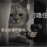 萌宠 猫咪 黑社会 呆萌 可爱