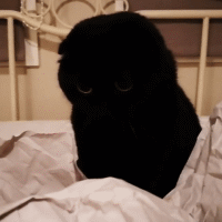 萌宠猫黑gif动图