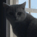 萌宠 猫咪 盯 呆萌 可爱