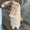 萌宠 猫咪 转身 呆萌 可爱
