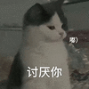 萌宠 猫咪 讨厌你 呆萌 可爱