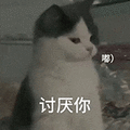 萌宠 猫咪 讨厌你 呆萌 可爱