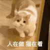 萌宠 猫咪 人在做猫在看 呆萌 可爱