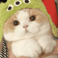 萌宠 猫咪 抱 呆萌 可爱