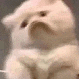 萌宠 猫咪 不开心 呆萌 可爱