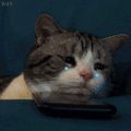萌宠 猫咪 哭了 呆萌 可爱