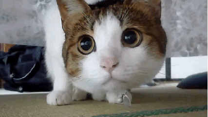 猫猫大眼睛表情包图片