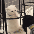 萌宠 猫咪 打你 呆萌 可爱