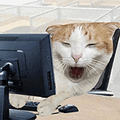 萌宠 猫咪 懵 呆萌 可爱